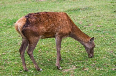 Karaca Capreolus capreolus dağ