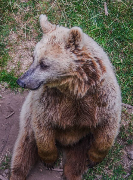 Bruine beer glimlachend gelukkig in het midden van het bos — Stockfoto