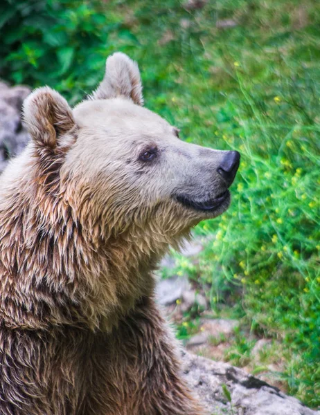 Коричневий ведмідь щасливо посміхається посеред лісу — стокове фото