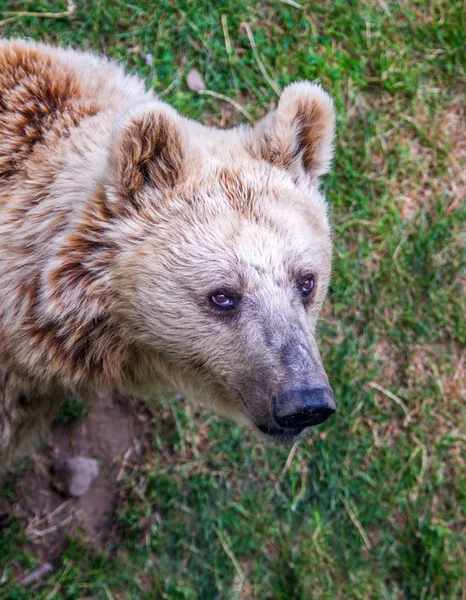 A természetben szabad erdőben barna medve — Stock Fotó