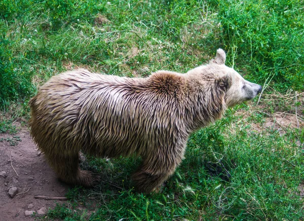 Urso marrom na floresta livre na natureza — Fotografia de Stock