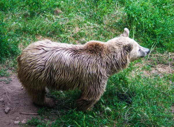 Коричневий ведмідь у вільному лісі в природі — стокове фото