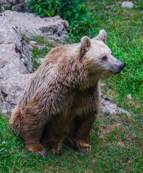 A természetben szabad erdőben barna medve — Stock Fotó