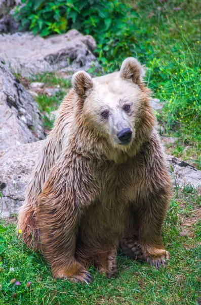 Коричневий ведмідь у вільному лісі в природі — стокове фото