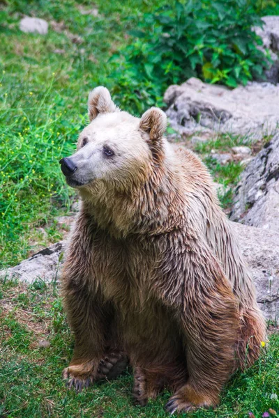 Oso pardo en el bosque libre en la naturaleza — Foto de Stock