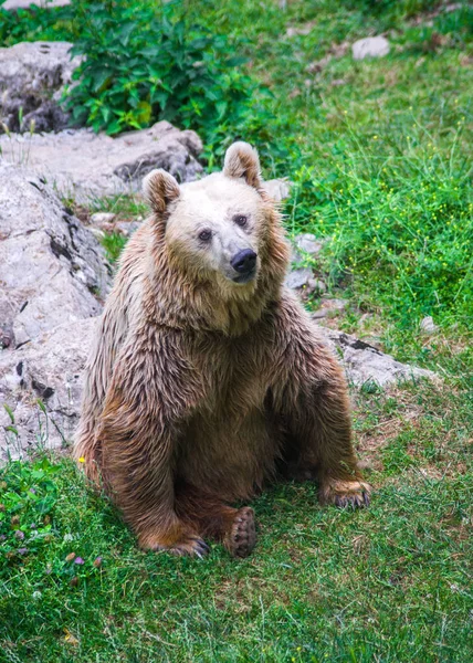 Brown bear in the free forest in nature — Stock Photo, Image