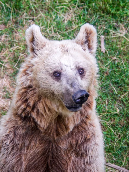 Коричневий ведмідь у вільному лісі в природі — стокове фото