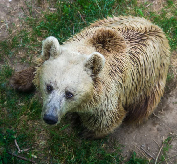 Oso mira a la presa en el árbol y espera a que se caiga — Foto de Stock