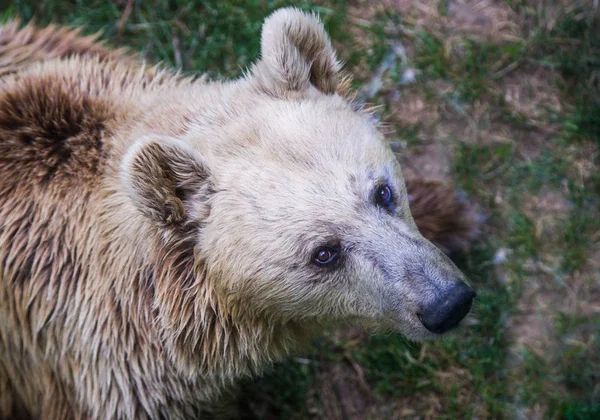 Beer kijkt naar de prooi op de boom en wacht tot het neer te vallen — Stockfoto