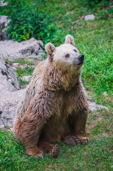 Ведмідь дивиться на здобич на дереві і чекає, поки вона впаде — стокове фото