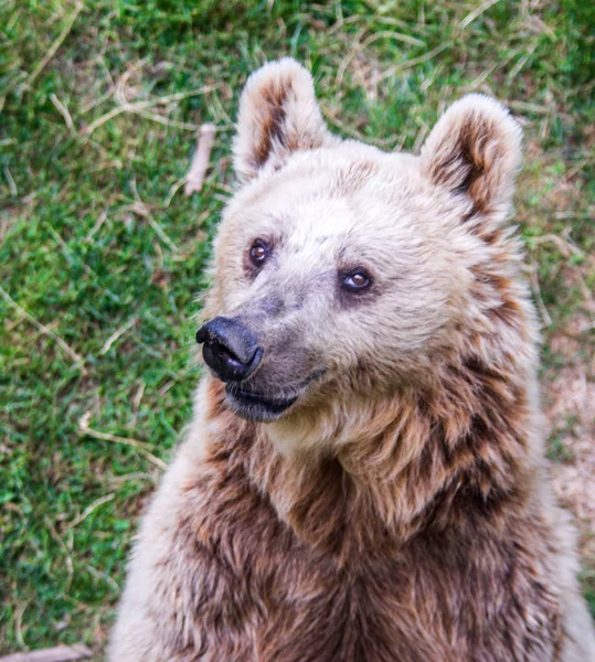 Oso mira a la presa en el árbol y espera a que se caiga — Foto de Stock