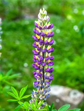 çayırda güzel yabani çiçek: renk menekşe 