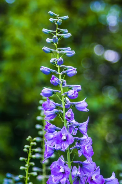 Красива дика квітка на лузі: колір фіолетовий — стокове фото