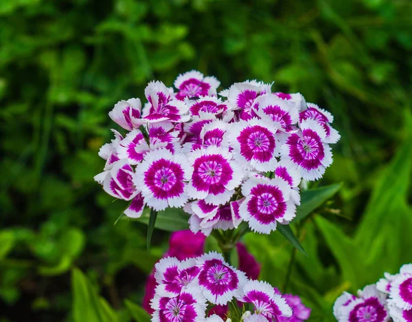 Bela flor selvagem no prado: cor violeta e branco — Fotografia de Stock