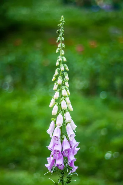 Bela flor selvagem no prado: cor violeta — Fotografia de Stock