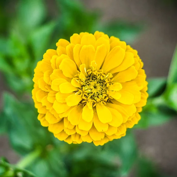 Mooie wilde bloem in de weide: kleur — Stockfoto