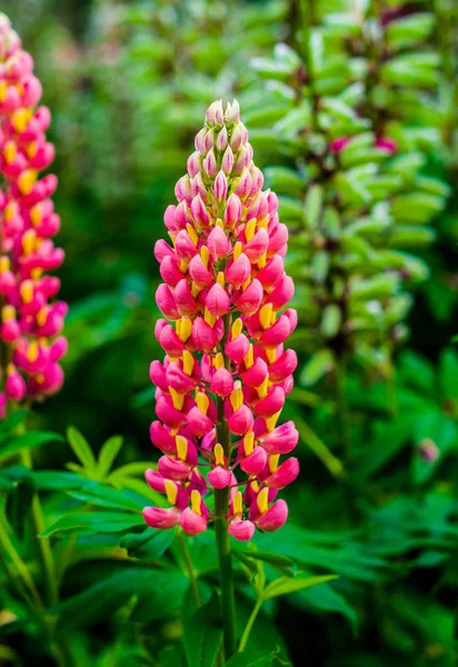 Hermosa flor silvestre en el prado: color fucsia — Foto de Stock