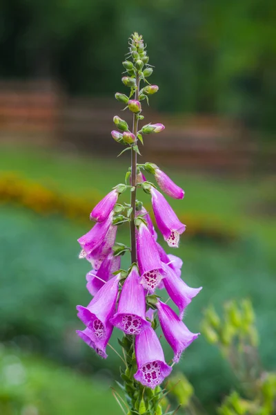 Hermosa flor silvestre en el prado: color rosa — Foto de Stock