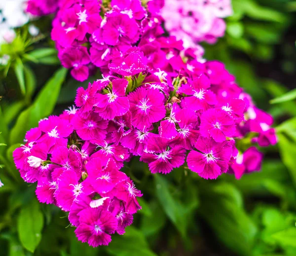 Bela flor selvagem no prado: fúcsia cor — Fotografia de Stock