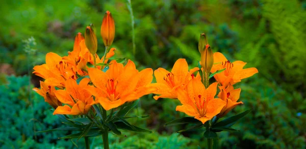 Szép vad virág a réten: narancssárga szín — Stock Fotó