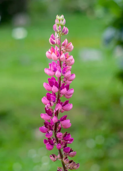 Hermosa flor silvestre en el prado: color fucsia — Foto de Stock