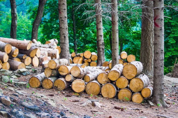 Trädstammar skurna i skogen — Stockfoto