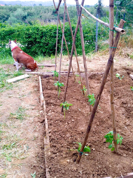 watchdog protects your home and your property, sustainable, healthy and tasty agriculture