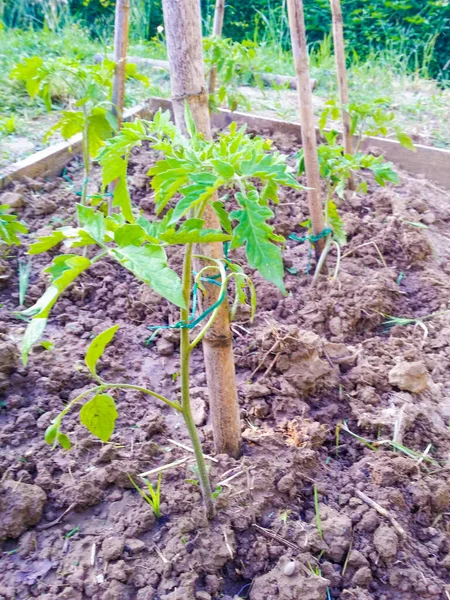 tomato plants in your home garden for sustainable, healthy and tasty agriculture at zero kilometers, sticks to pick up the tomato seedlings