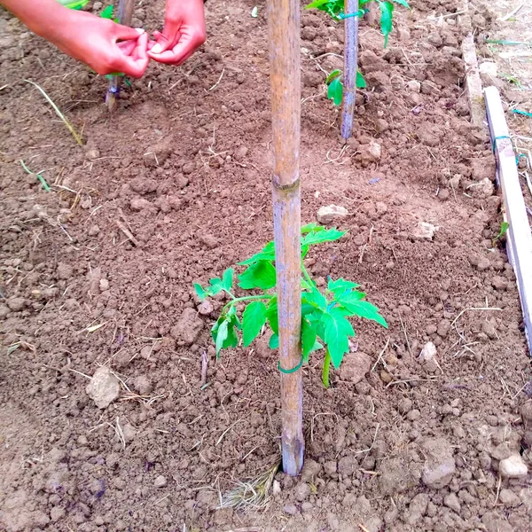 番茄种植在自家园子里 为可持续的 健康的 美味的农业在零公里处生长 枝条接上番茄幼苗 — 图库照片