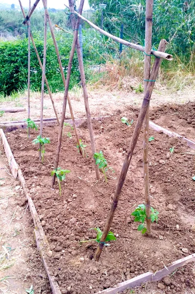 持続可能で健康的でおいしい農業のためのあなたの家の庭のトマトの植物ゼロキロでトマトの苗を拾うための棒 ストック画像