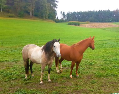Çiftliğin yeşil çayırındaki beyaz ve kahverengi atlar diğer hayvanlardan ve elektrikli telleri olan köpekten ayrıldı.