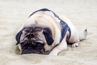 Kumsaldaki pug dog, çok güzel ve çok tatlı, maskesiyle, siyah bir koşum takımı ile..