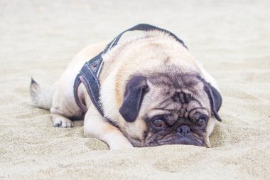 Kumsaldaki pug dog, çok güzel ve çok tatlı, maskesiyle, siyah bir koşum takımı ile..