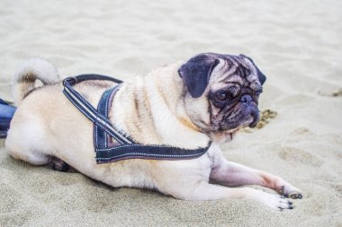 Kumsaldaki pug dog, çok güzel ve çok tatlı, maskesiyle, siyah bir koşum takımı ile..