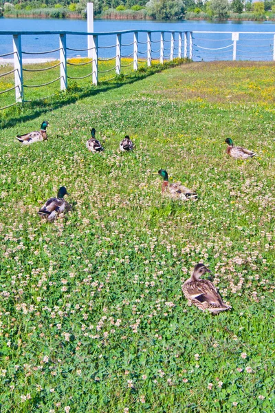 Family Ducks Mallards Dads Mother Ducklings Running Happily River Lake — Stock Photo, Image