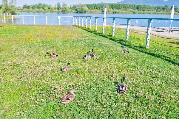 Family Ducks Mallards Dads Mother Ducklings Running Happily River Lake — Stock Photo, Image
