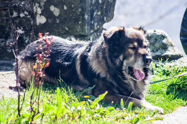 Fáradt Hosszú Hajú Pásztor Kutya Pihen Természet Közepén Séta Közben — Stock Fotó