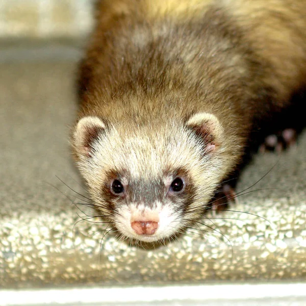 Cute Ferret Brown White Black Spot Eyes Pet Looks You — Stock Photo, Image