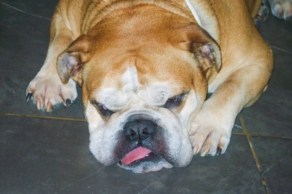 Fáradt Bulldog Kutya Nyelvvel Kilóg Szájából Fekve Fekete Padlón — Stock Fotó