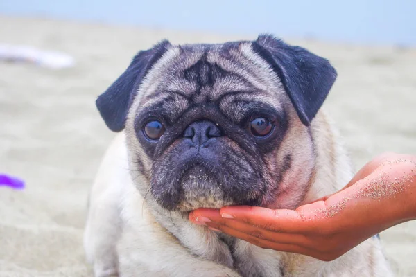 Pug Hond Het Strand Mooi Erg Lief Met Zijn Masker — Stockfoto