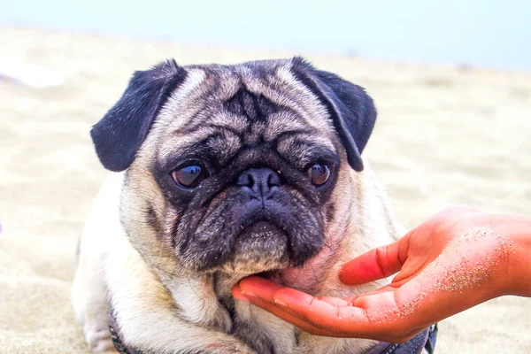 Pug Hond Het Strand Mooi Erg Lief Met Zijn Masker — Stockfoto