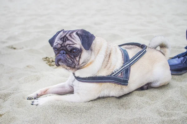 Pug Hond Het Strand Mooi Erg Lief Met Zijn Masker — Stockfoto