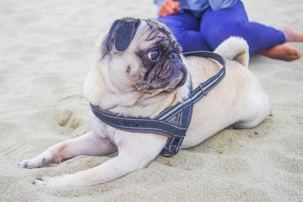 Pug Hond Het Strand Mooi Erg Lief Met Zijn Masker — Stockfoto