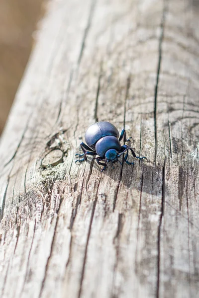 Escarabajo Negro Brillante Brilla Luz Del Sol Mesa Madera — Foto de Stock