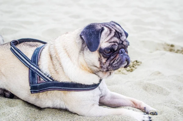 Pug Hond Het Strand Mooi Erg Lief Met Zijn Masker — Stockfoto