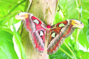 Büyük bir kelebek ağaçta oturur. Bir sürü yeşil yaprak ve ağaç gövdesi. Bu Aruba 'daki kelebek çiftliğinde, Ağustos 2014