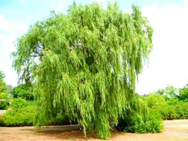 Büyük ağaç söğüttür. Kurumuş çimenler ve yeşil çalılar. Eylül 2014, Gatineau, Kanada. Mavi gökyüzünde beyaz bulutlar, koşmak için patika
