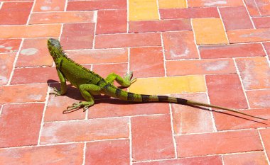 Büyük yeşil bir iguana tuğla bir yolda oturur. Güneşin altında tuğla sarısı ve kırmızı. Kertenkelenin kuyruğunda birkaç siyah şerit vardır. Aruba Ağustos 2014