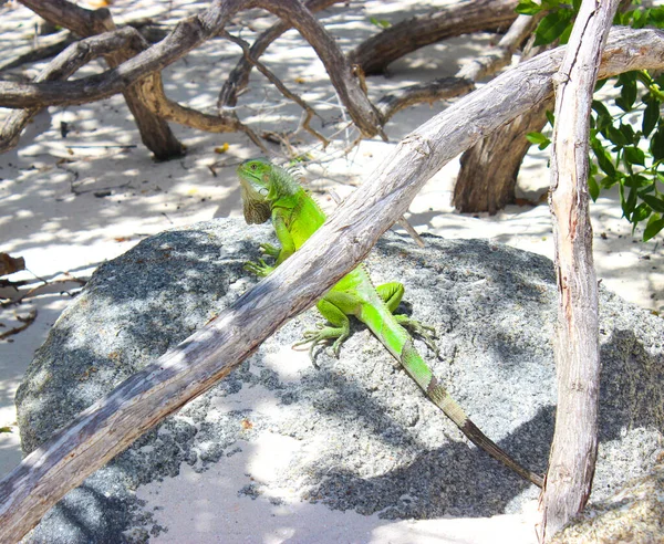 Una Iguana Verde Sienta Bajo Los Rayos Del Sol Sobre —  Fotos de Stock