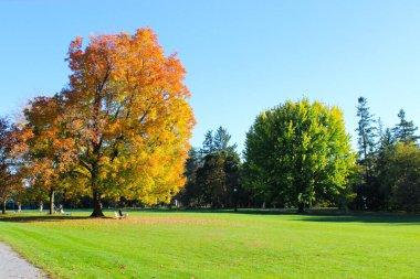 Parktaki yeşil çimlerin ortasında büyük bir portakal ağacı duruyor. Arka planda, mavi gökyüzünün altındaki yeşil ağaçlar. Ottawa 'daki Park' ta, Kanada Güz 2012
